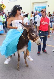 Alvarado se prepara para el tradicional «Encierro de burros»